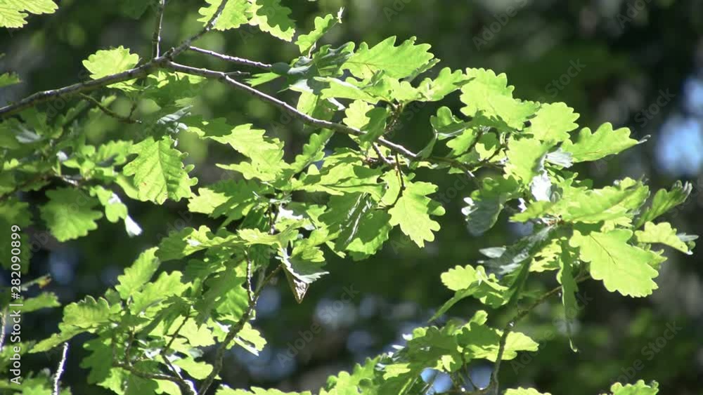 Oak tree branch leaves sway in light breeze Oak tree branch leaves sway in light breeze