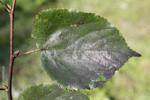 Sooty mold on green leaf of Tilia cordata or Small-leaved lime photo