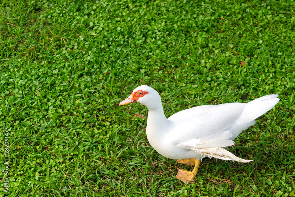 Domestic ducks close-up. Rural poultry resting on the grass. feeding and breeding poultry for meat Domestic ducks close-up. Rural poultry resting on the grass. feeding and breeding poultry for meat