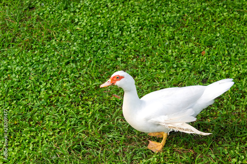 Domestic ducks close-up. Rural poultry resting on the grass. feeding and breeding poultry for meat