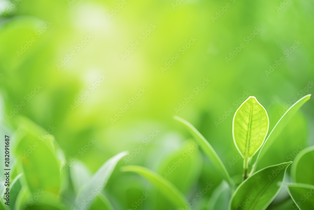 Closeup beautiful view of nature green leaves on blurred greenery tree background with sunlight in public garden park. It is landscape ecology and copy space for wallpaper and backdrop. Closeup beautiful view of nature green leaves on blurred greenery tree background with sunlight in public garden park. It is landscape ecology and copy space for wallpaper and backdrop.