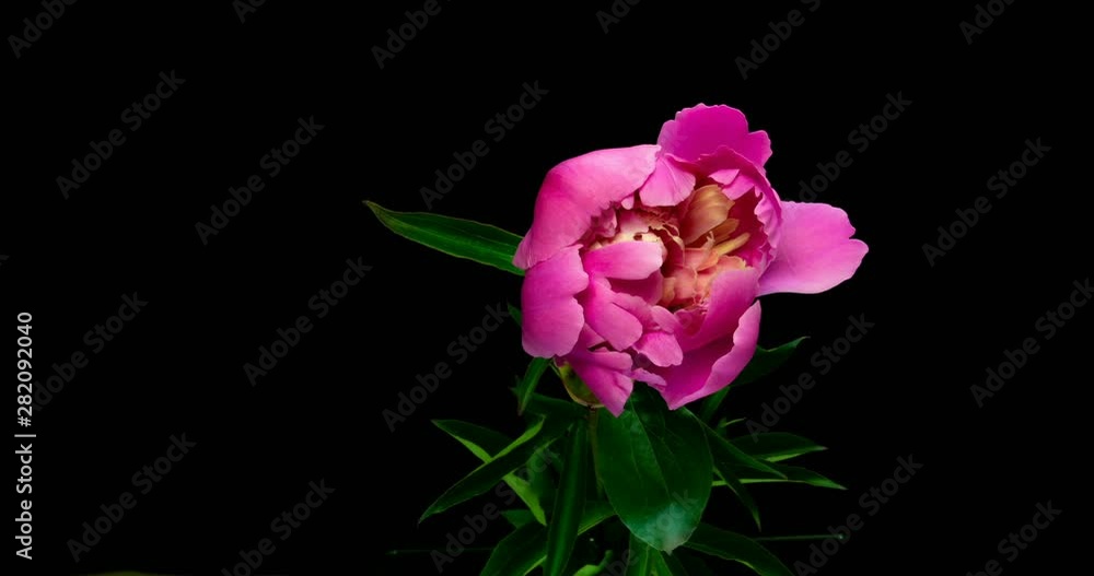 Timelapse of pink peony flower blooming on black background, alpha channel Timelapse of pink peony flower blooming on black background, alpha channel