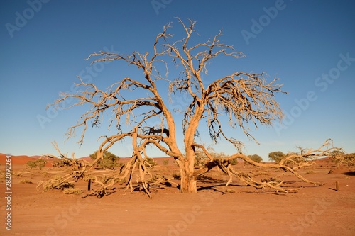 Dead tree in the desert