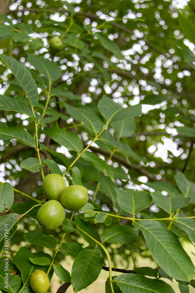 Green walnuts on tree