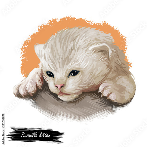 фотографія Burmilla Cat Portrait Isolated on White, Digital Art