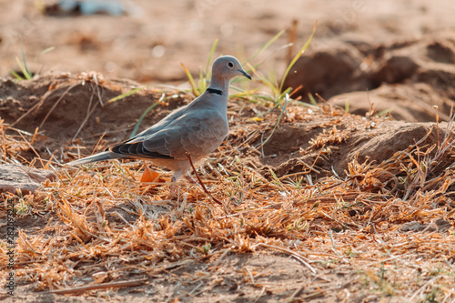 Closeup shot of the dove in the ground