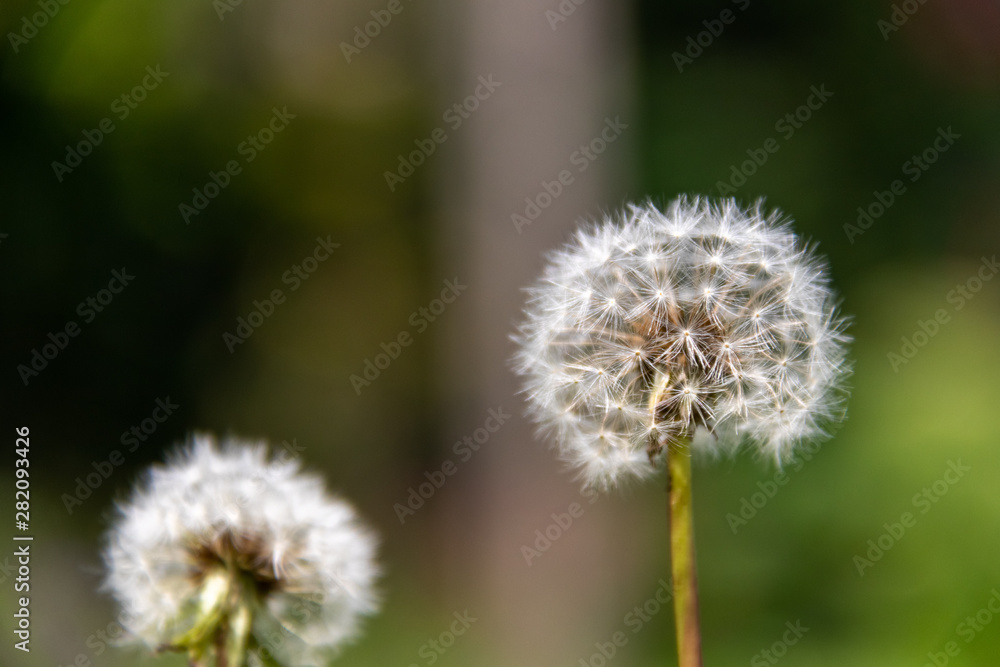 dandelion on green background