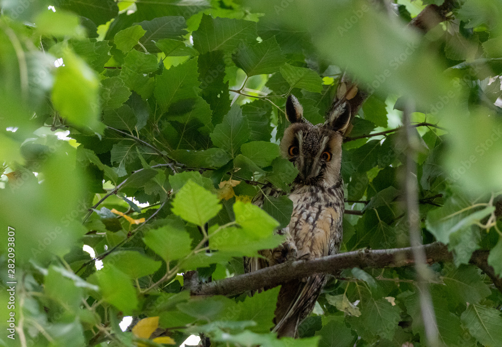 Long eared owl