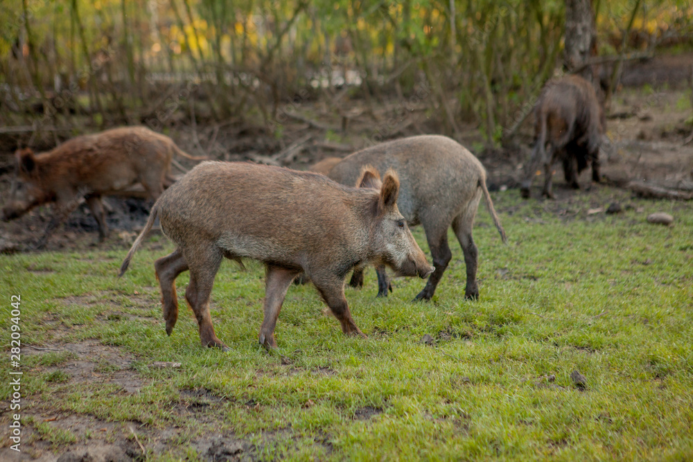 Family Group of Wart Hogs Grazing Eating Grass Food Together. Family Group of Wart Hogs Grazing Eating Grass Food Together.