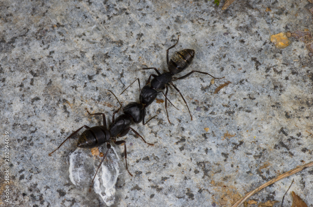 two ants on the stone.. kissing or fighting two ants on the stone.. kissing or fighting