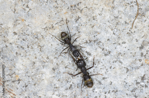 two ants on stone