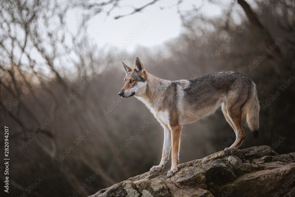 Obraz premium Wolfdog in a natural environment, winter time, on a rock