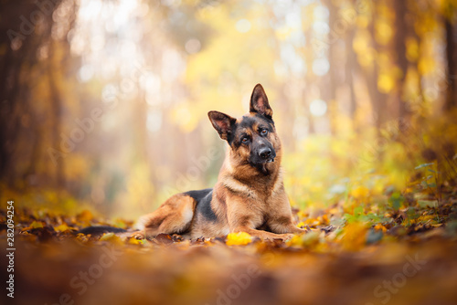 German sheoherd dog in natural environment, backlight, war autumnlight