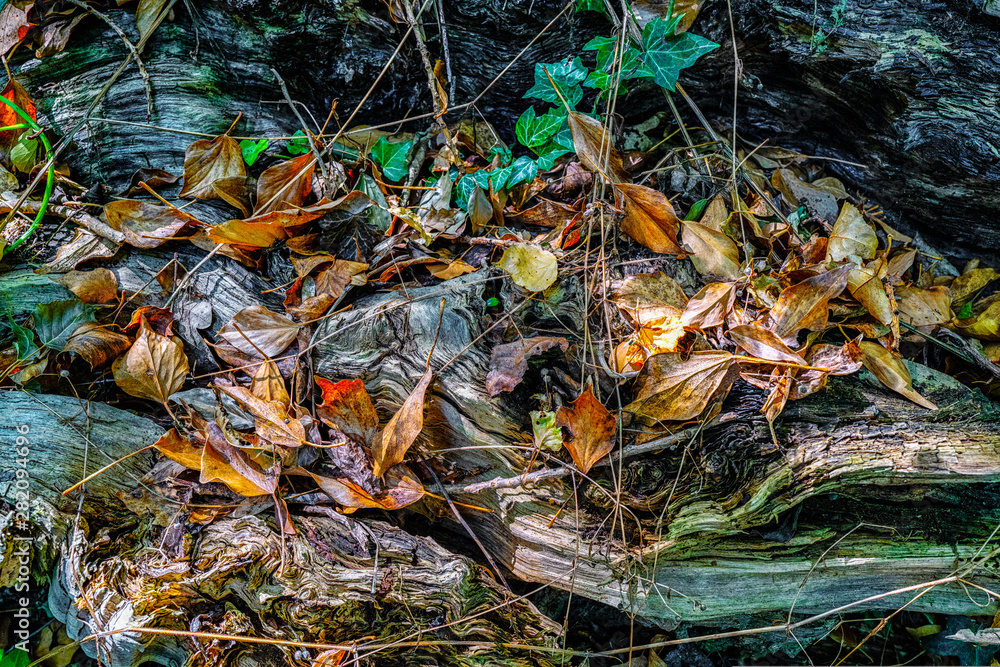 feuilles mortes sur souche de bois