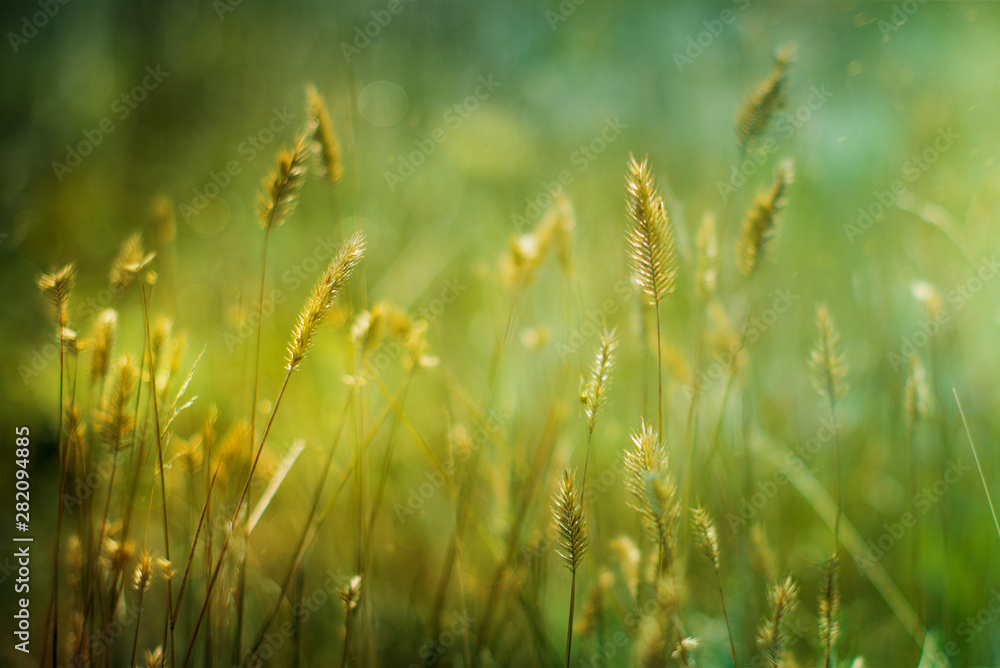 Green grass on a blurred background.