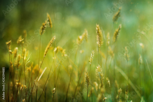 Green grass on a blurred background. © Андрей Глущенко