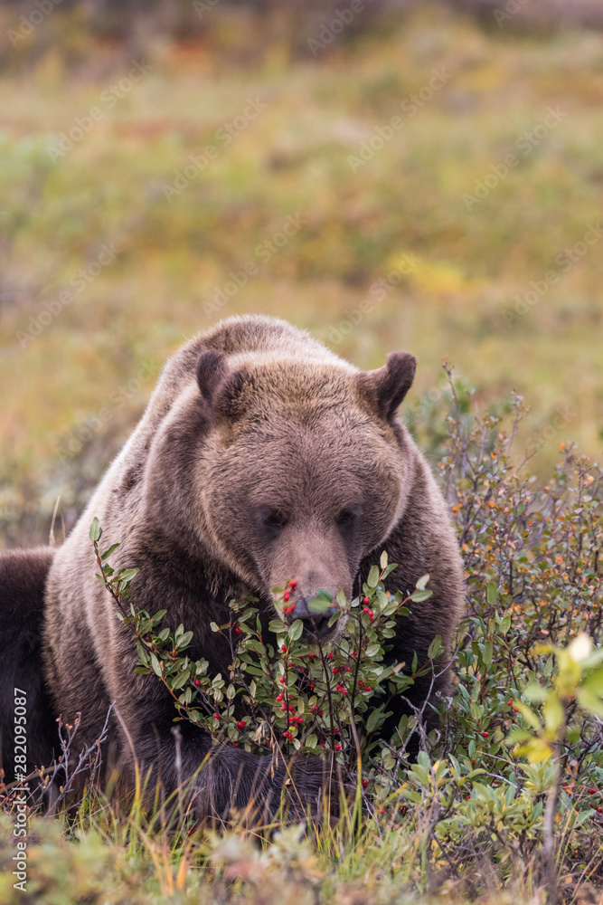 Fototapeta premium Grizzly Bear in Autumn in Alaska