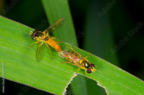 flower fly mating on green leaf