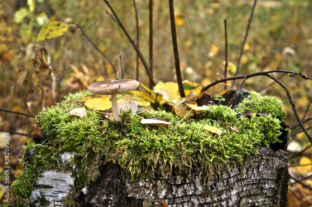 mushroom in the forest