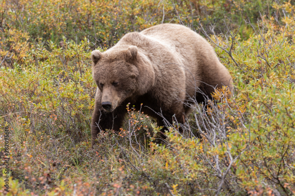 Fototapeta premium Grizzly Bear in Autumn in Alaska