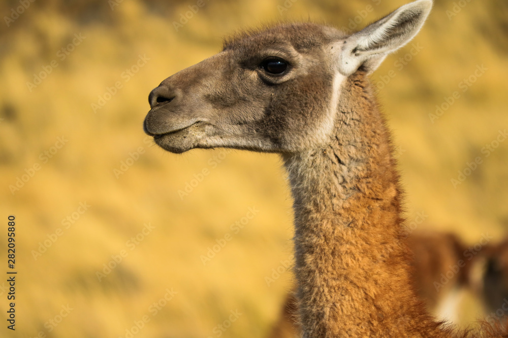 Obraz premium guanaco, south american wildlife from patagonia