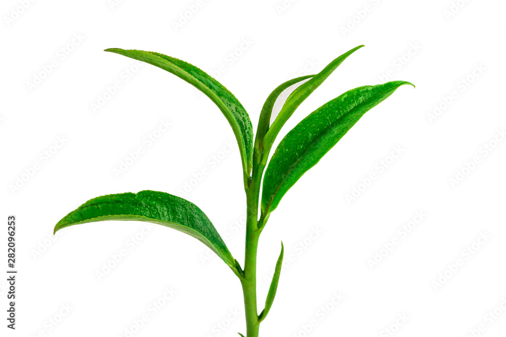 Fototapeta premium Green tea leaf isolated on white background