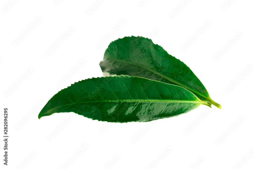 Obraz premium Green tea leaf isolated on white background