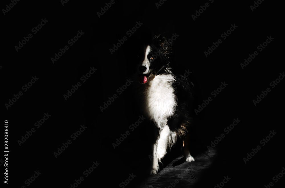 border collie dog beautiful portrait on a black background light and shadow