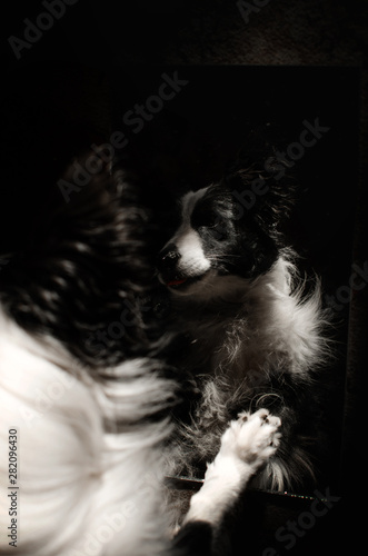 border collie dog beautiful portrait on a black background reflection in the mirror