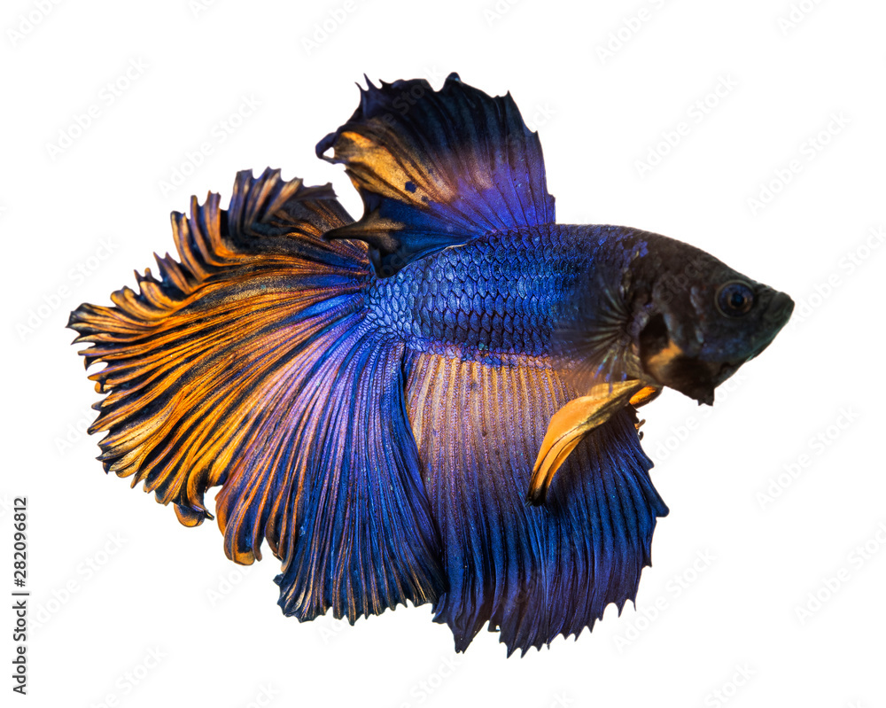 Fototapeta premium Betta fish, siamese fighting fish, betta splendens (Halfmoon betta.)isolated on white background