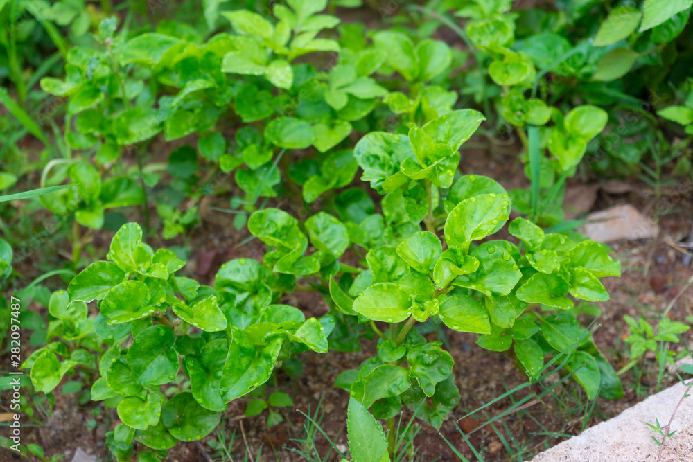 Watercress herb garden, close-up. Watercress herb garden, close-up.