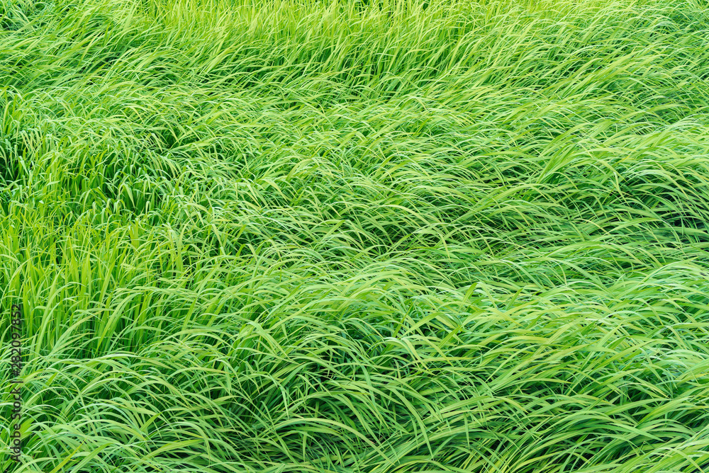 Reeds by the river. Reeds by the river.
