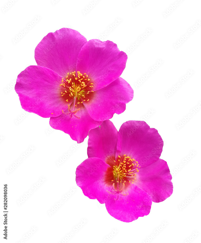 duo pink flower isolated white background with clipping path