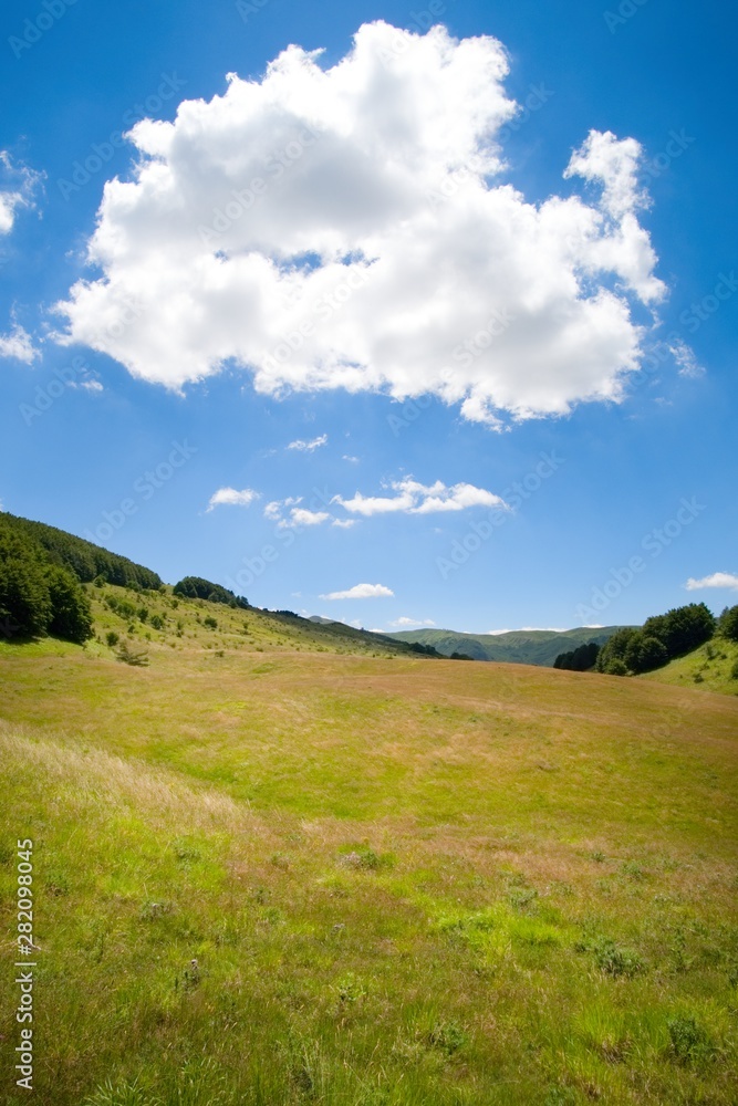 Meadow in the nature during a sunny day