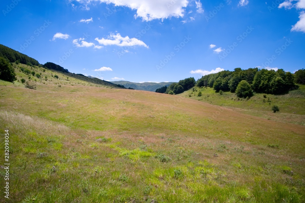 Obraz premium Meadow in the nature during a sunny day