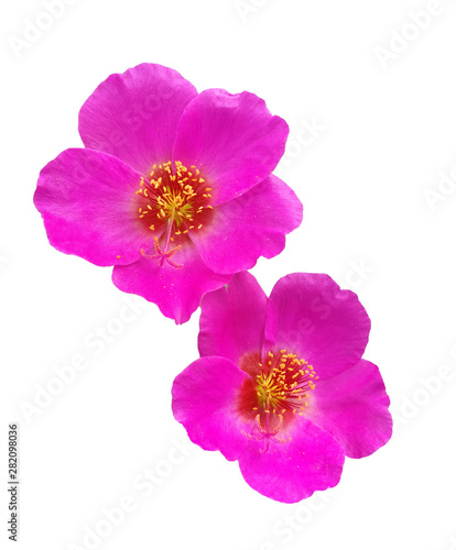 duo pink flower isolated white background with clipping path