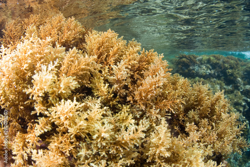 Water surface seen from seaweed rocky bottom. Underwater view. Close up of Cystoseira algae. Mallorca. Balear Islands.