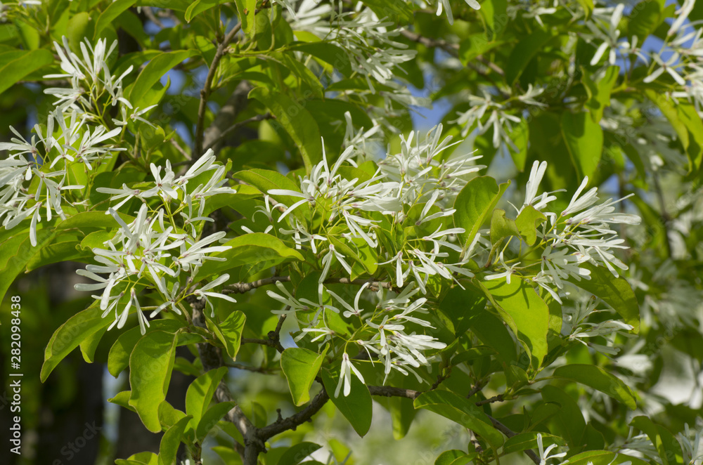 blossom of white flower, Retusa fringetree blossom of white flower, Retusa fringetree