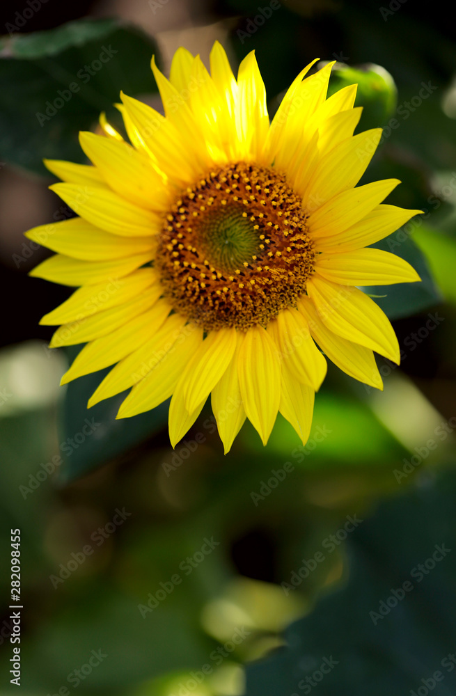 Obraz premium Natural background. Sunflower flower on a sunny day in the field. Vertical, nobody, outdoors, free space. Agriculture concept.