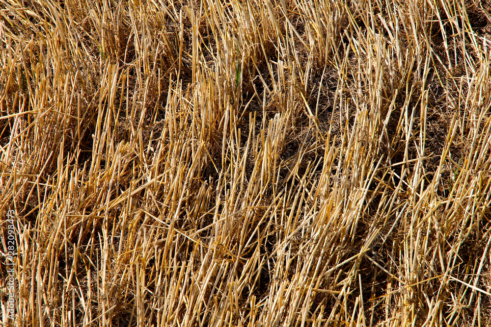 Nature background. Structure of the field of mowed wheat. Horizontal, nobody, outdoors, free space. Agriculture concept. Nature background. Structure of the field of mowed wheat. Horizontal, nobody, outdoors, free space. Agriculture concept.