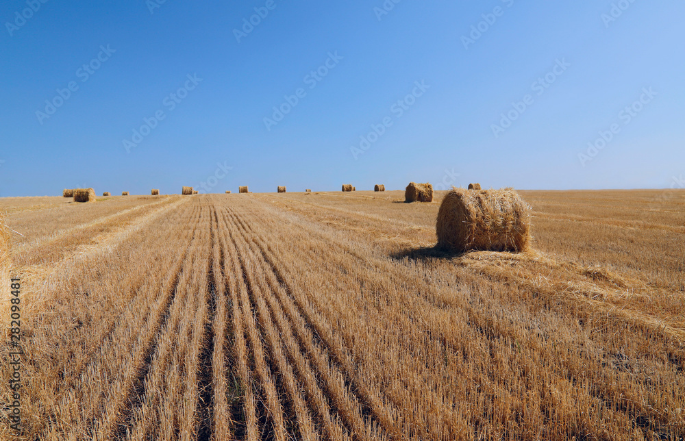 Harvesting hay. Hay bales in a field against the sky in sunny weather. Horizontal, nobody, outdoors, free space. Agriculture concept.