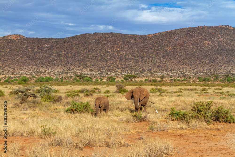 Two small elephants, Loxodonta Africana, Samburu National Reserve Kenya face forward covered in red mud. Vast Samburu Reserve landscape with hills, scrub and sky in distance. African safari adventure