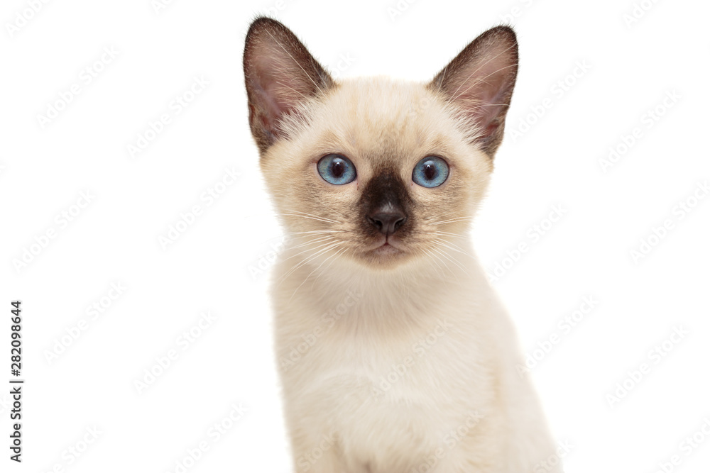 Portrait of a small Siamese kitten