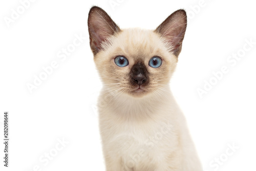 Portrait of a small Siamese kitten © Okssi