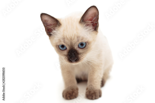 Small Siamese kitten