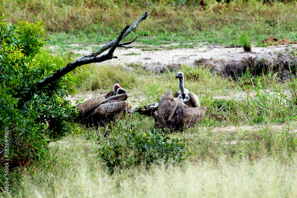 Obraz premium Waiting for group of vultures in South Africa