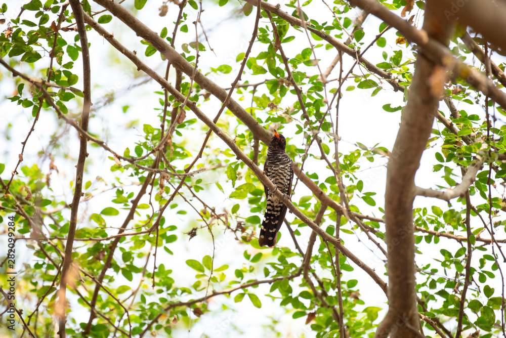 bird on branch bird on branch