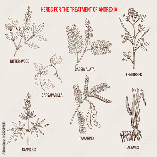 Best herbal remedies for anorexia