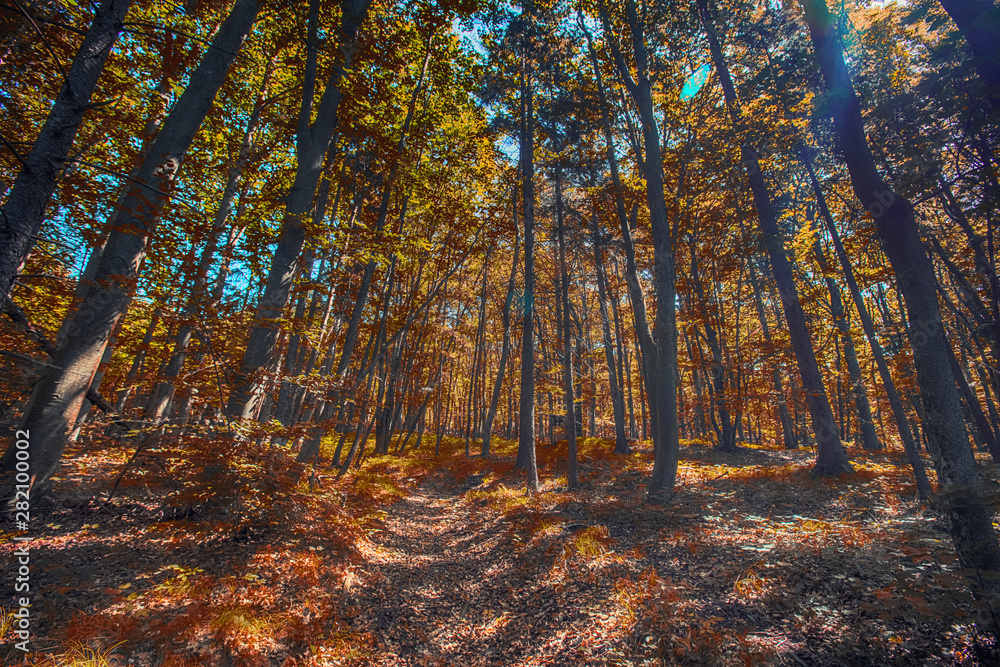 Fototapeta premium colorful autumn forest