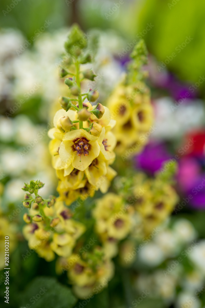 Obraz premium garden centre with plants and flowers for the garden